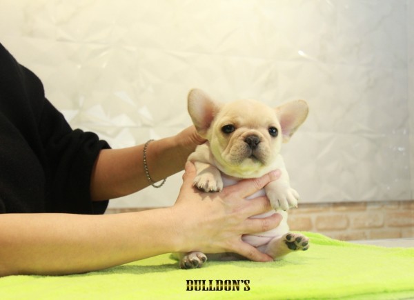 ID:FB1112　French Bulldog　サムネイル