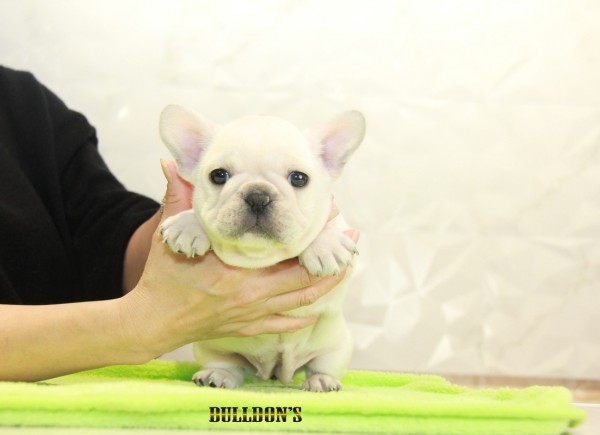 ID:FB1114　French Bulldogサムネイル