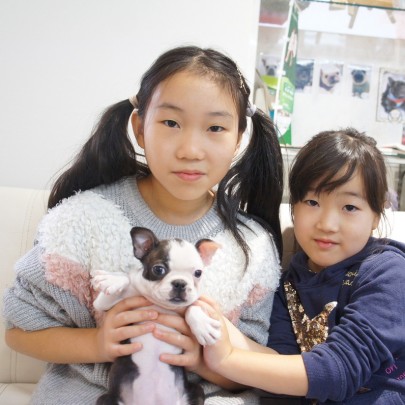 ボストンテリアのベティちゃん