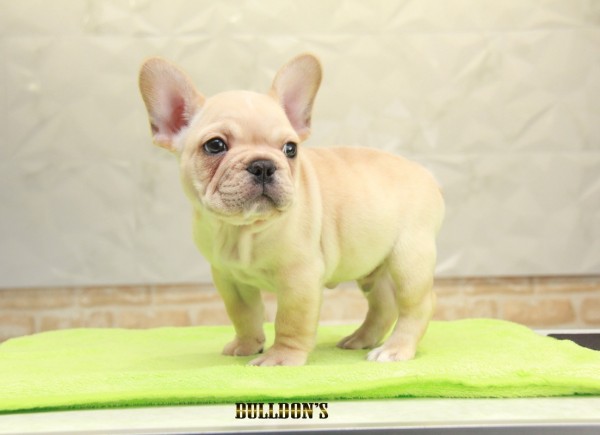 ID:FB1105　French Bulldogサムネイル