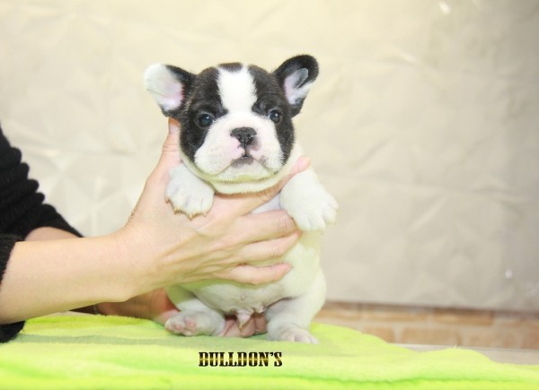 ID:FB1128　French Bulldogサムネイル