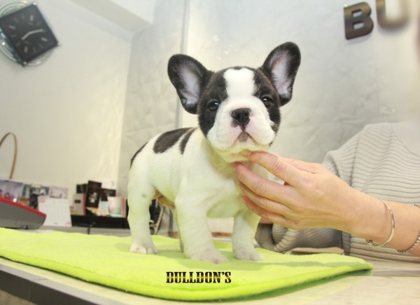 ID:FB1130　French Bulldogサムネイル
