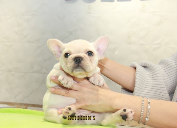 ID:FB1127　French Bulldogサムネイル