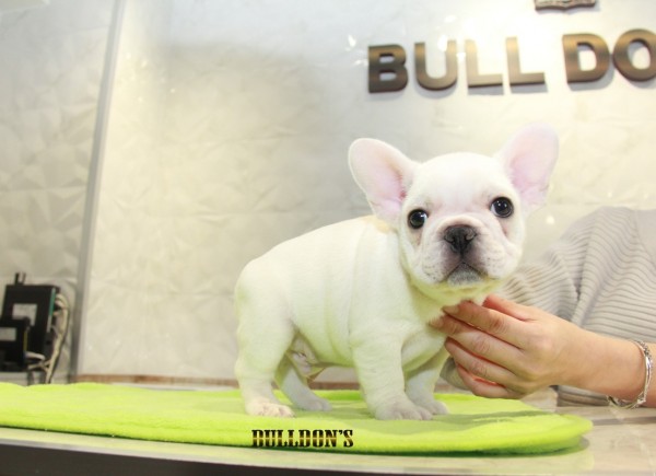 ID:FB1126　French Bulldogサムネイル