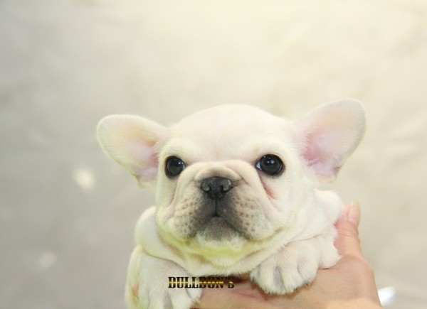 ID:FB1125　French Bulldogサムネイル