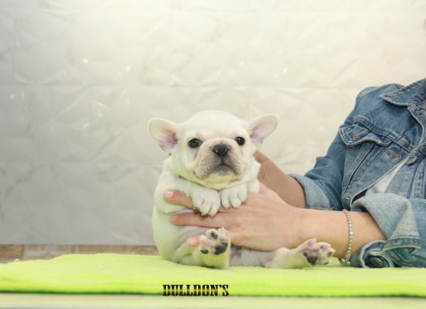 ID:FB1118　French Bulldogサムネイル