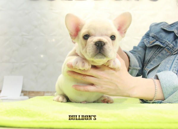 ID:FB1121　French Bulldogサムネイル