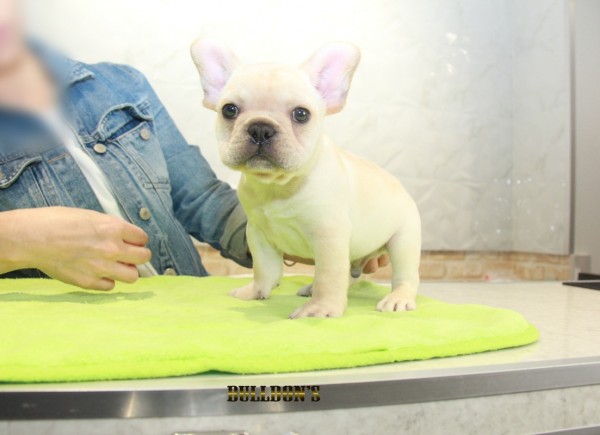 ID:FB1131　French Bulldogサムネイル
