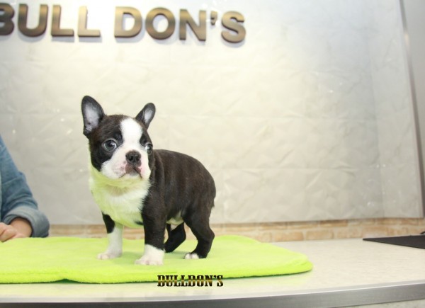 ID:333　ボストンテリア専門ブリーダーBULLDON’Sサムネイル