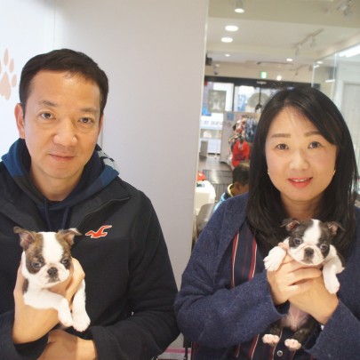 ボストンテリアの福ちゃんサムネイル