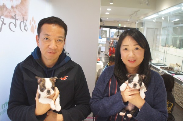 ボストンテリアの福ちゃんサムネイル