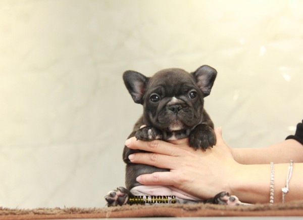 ID:FB1140　French Bulldogサムネイル