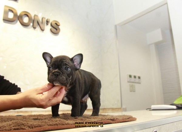 ID:FB1138　French Bulldogサムネイル