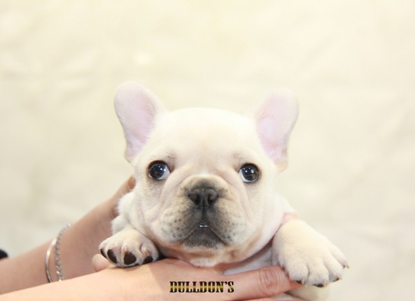 ID:FB1143　French Bulldogサムネイル
