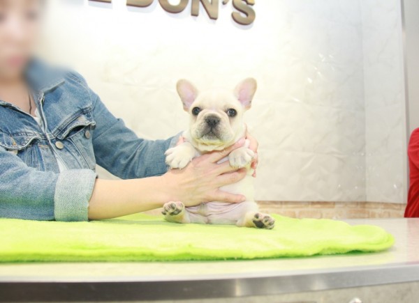 ID:FB1133　French Bulldogサムネイル