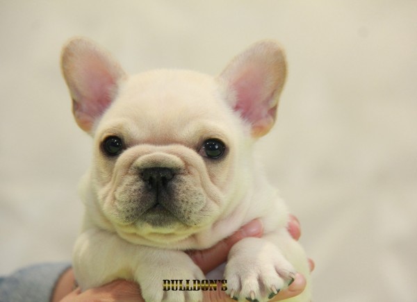 ID:FB1134　French Bulldogサムネイル