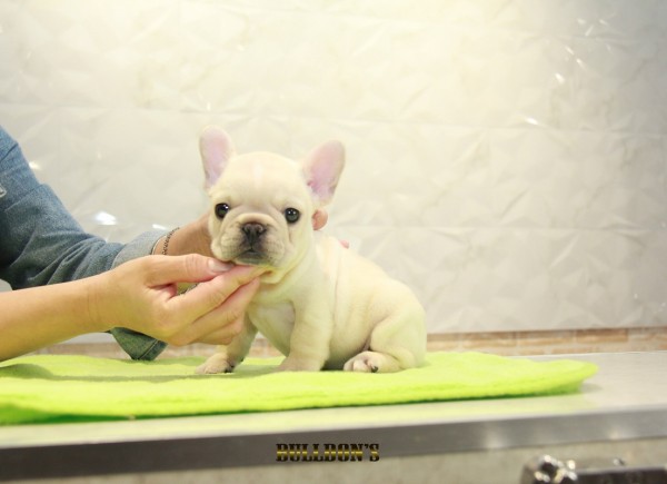ID:FB1135　French Bulldogサムネイル
