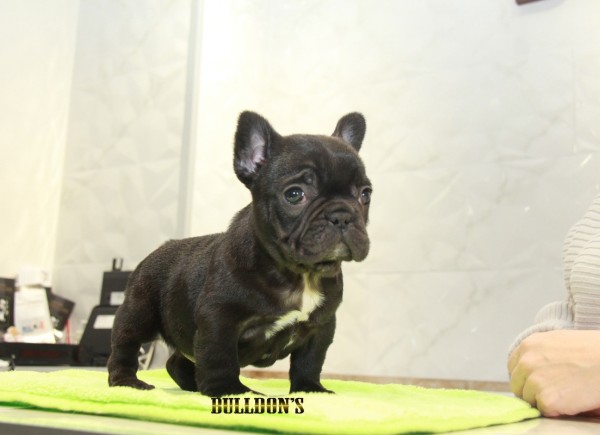 ID:FB1136　French Bulldogサムネイル