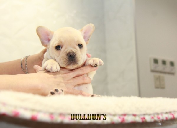 ID:FB1151　French Bulldogサムネイル