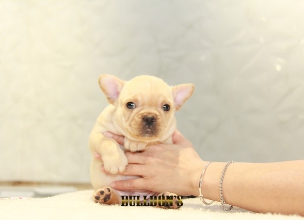 ID:FB1152　French Bulldogサムネイル