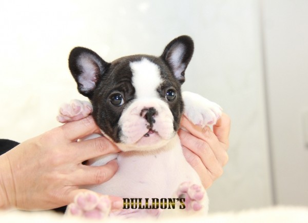 ID:FB1153　French Bulldogサムネイル