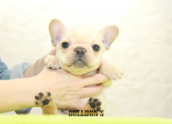 ID:FB1145　French Bulldogサムネイル