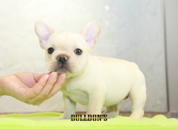 ID:FB1144　French Bulldog　サムネイル