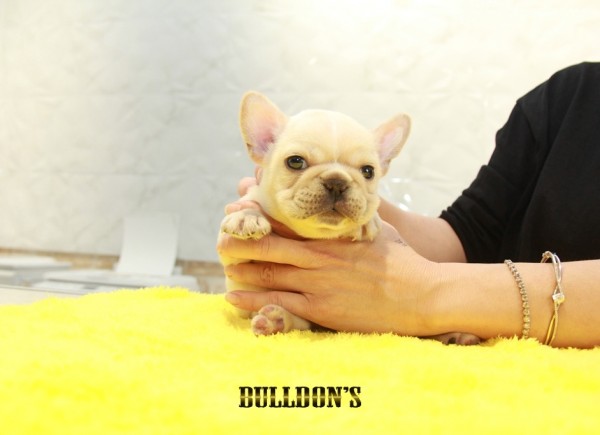ID:FB1170　French Bulldogサムネイル