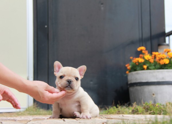 ID:FB1171　French Bulldogサムネイル