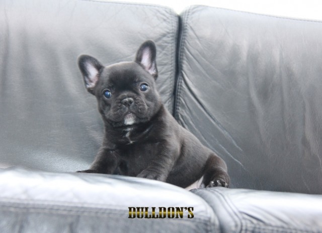 ID:FB1174　French Bulldogサムネイル