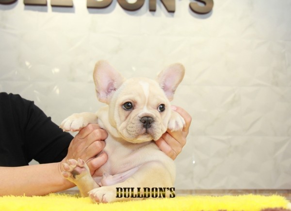 ID:FB1175　French Bulldogサムネイル