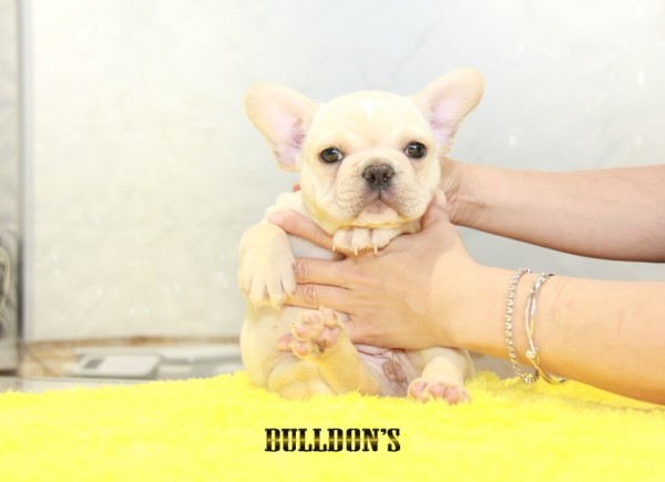 ID:FB1179　French Bulldogサムネイル