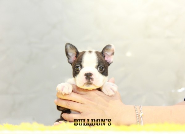 ID:BT342 Boston Terrierサムネイル