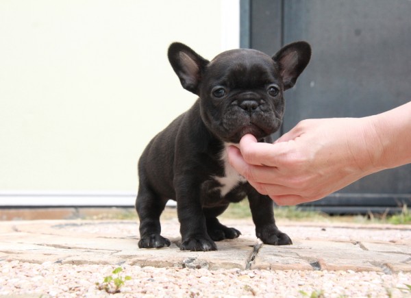 ID:FB1164　French Bulldogサムネイル
