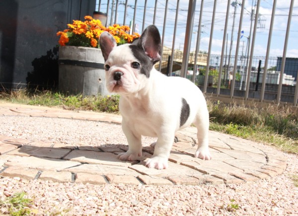 ID:FB1167　French Bulldogサムネイル