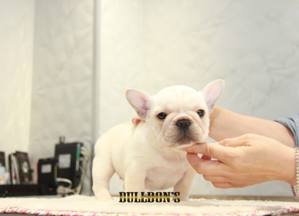 ID:FB1182　French Bulldogサムネイル