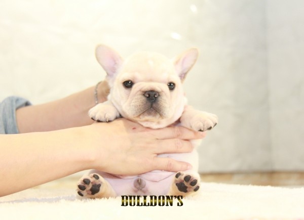 ID:FB1183　French Bulldogサムネイル