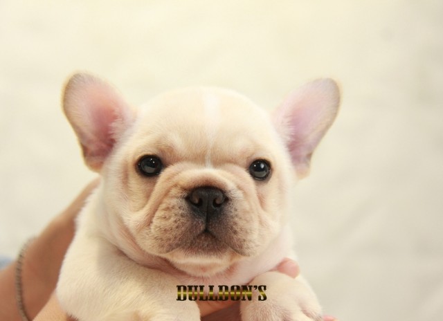 ID:FB1181　French Bulldogサムネイル