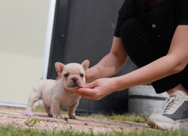 ID:FB1172　French Bulldogサムネイル