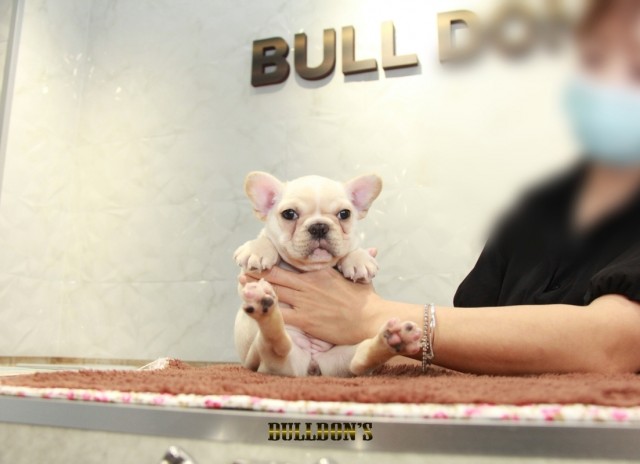 ID:FB1188　French Bulldogサムネイル