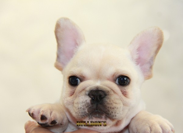 ID:FB1180　French Bulldogサムネイル