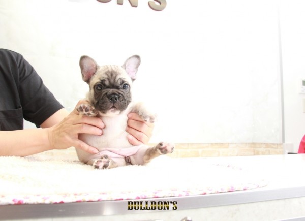 ID:FB1194　French Bulldogサムネイル