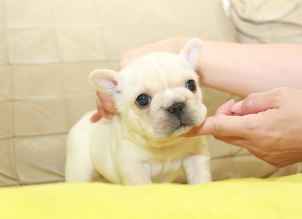 ID:FB1199　French Bulldogサムネイル