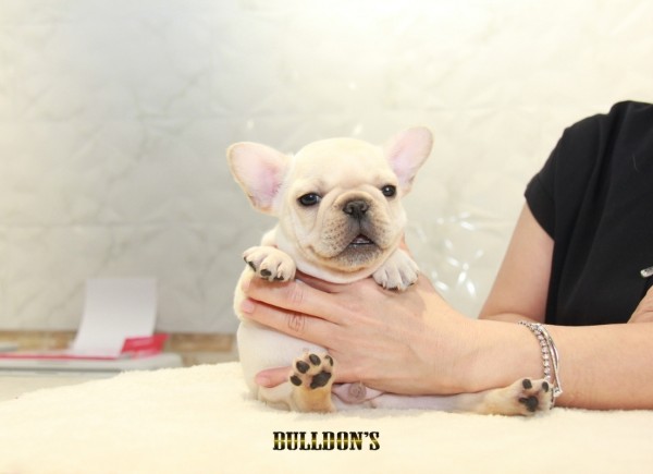 ID:FB1202　French Bulldog　サムネイル