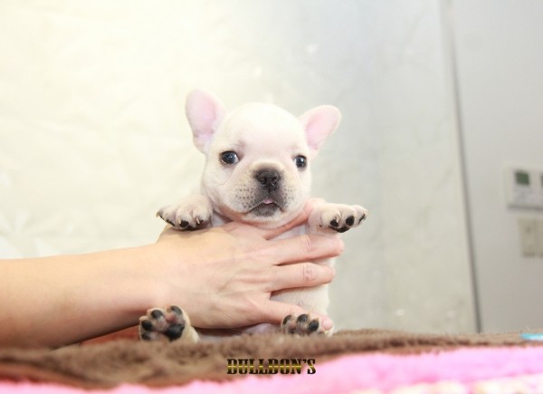 ID:FB1191　French Bulldogサムネイル