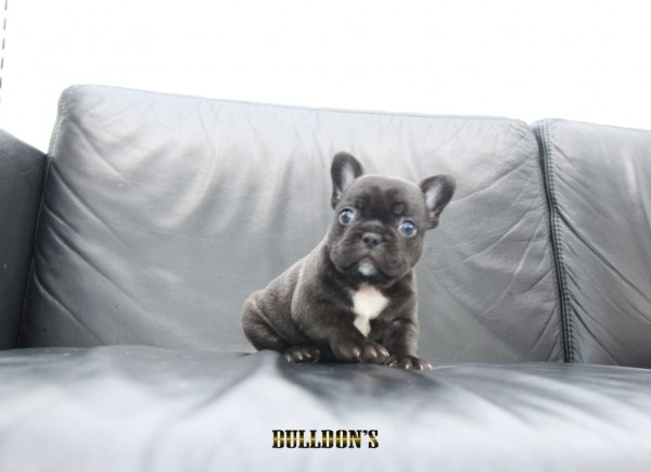 ID:FB1193　French Bulldog　サムネイル