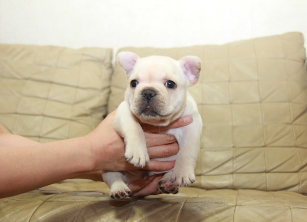 ID:FB1207　French Bulldogサムネイル