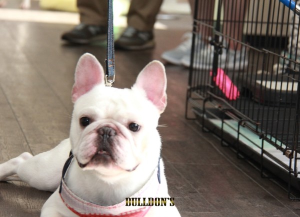 ID:15　引退犬French Bulldogサムネイル