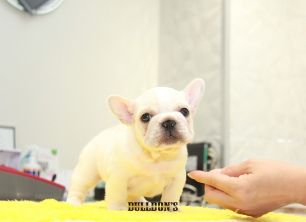 ID:FB1197　French Bulldogサムネイル