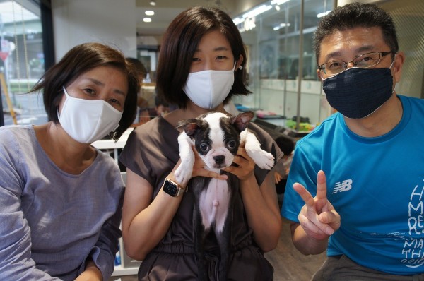 ボストンテリアの紫苑ちゃんサムネイル